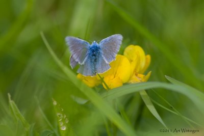 Icarusblauwtje / Common Blue / Polyommatus icarus