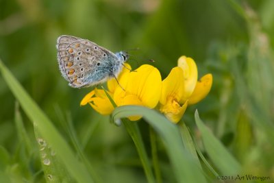Icarusblauwtje / Common Blue / Polyommatus icarus