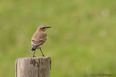 Oenanthe oenanthe / Tapuit / Northern Wheatear