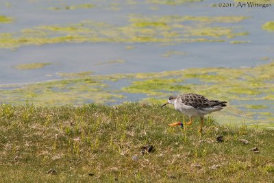 Philomachus pugnax / Kemphaan / Ruff