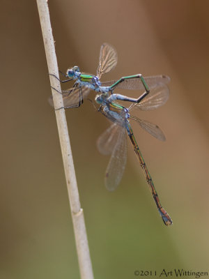 Lestes sponsa / Gewone pantserjuffer / Emerald damselfly