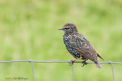 Sturnus vulgaris / Spreeuw / Common Starling