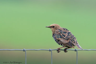 Sturnus vulgaris / Spreeuw / Common Starling