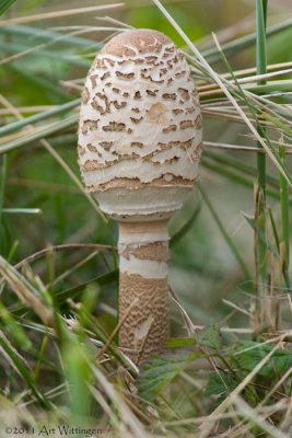 Macrolepiota procera / Grote Parasolzwam / Parasol