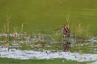 Gallinago gallinago / Watersnip / Snipe