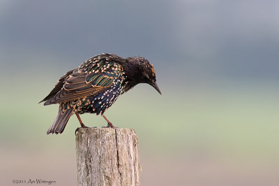 Sturnus vulgaris / Spreeuw / Common Starling