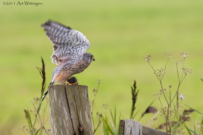 Falco Tinnunculus / Torenvalk / Kestrel