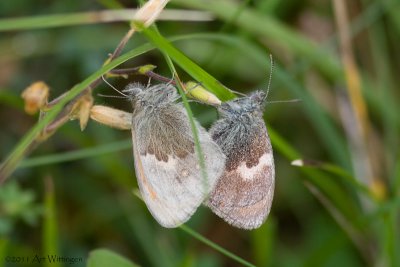 Hooibeestje / Small Heath / Coenonympha pamphilus
