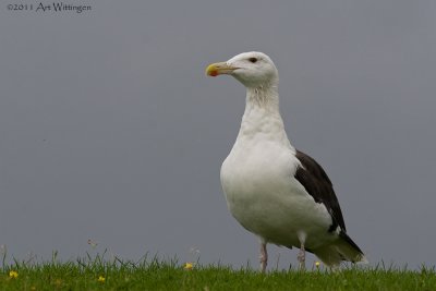 Larus marinus /  Grote Mantelmeeuw / Great Black-backed Gull 