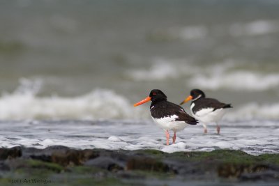 Haematopus Ostralegus / Scholekster / Eurasian Oystercatcher