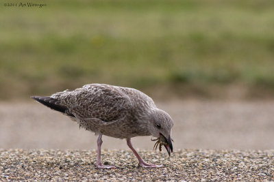 Larus Argentatus / Zilvermeeuw / European Herring Gull