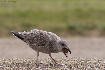 Larus Argentatus / Zilvermeeuw / European Herring Gull