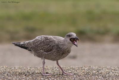 Larus Argentatus / Zilvermeeuw / European Herring Gull