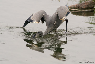 Ardea Cinerea / Blauwe Reiger / Grey Heron