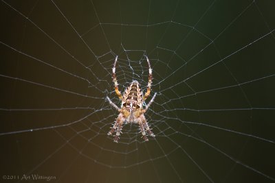 Araneus diadematus / Kruisspin /  European garden spider