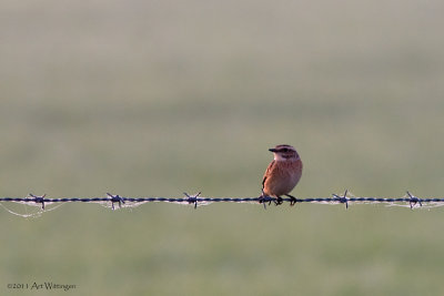 Saxicola rubetra / Paapje / Whinchat