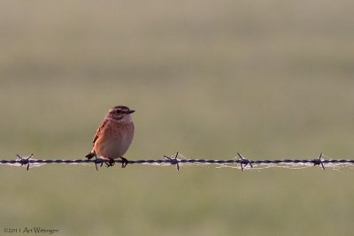 Saxicola rubetra / Paapje / Whinchat