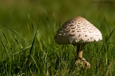 Macrolepiota procera / Grote Parasolzwam / Parasol 