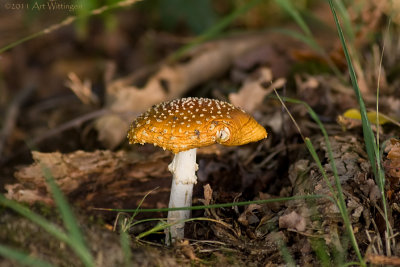 Amanita Muscaria / Vliegenzwam / Fly Agaric