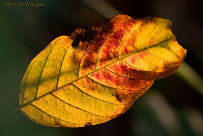 Herfst / Autumn