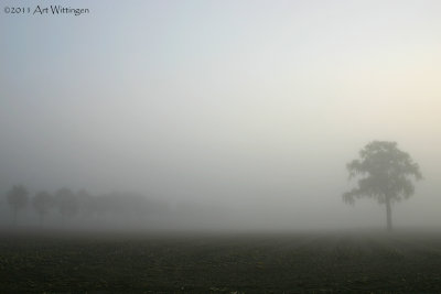 Mist / Fog