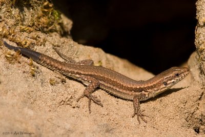Muurhagedis / Common Wall Lizard