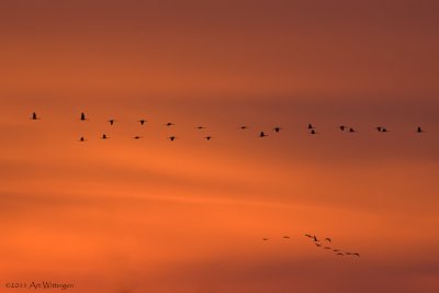 Grus grus / Kraanvogel / Crane