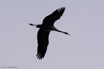 Grus grus / Kraanvogel / Crane