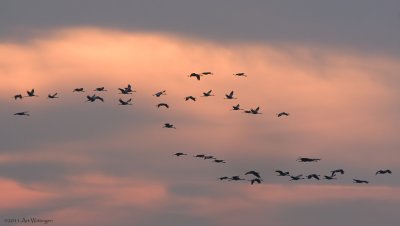 Grus grus / Kraanvogel / Crane