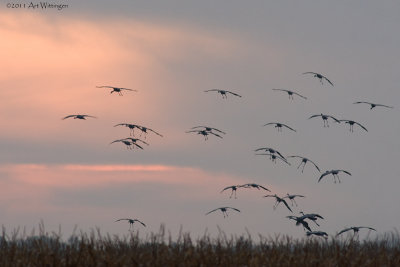 Grus grus / Kraanvogel / Crane