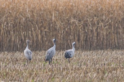 Grus grus / Kraanvogel / Crane