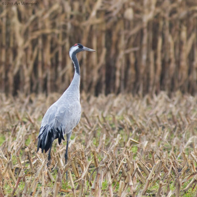 Grus grus / Kraanvogel / Crane