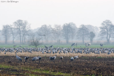 Grus grus / Kraanvogel / Crane