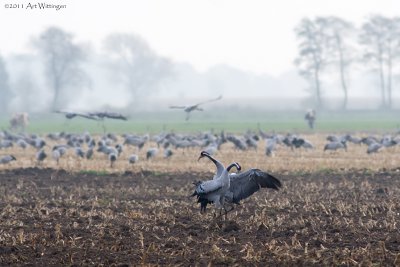 Grus grus / Kraanvogel / Crane