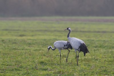 Grus grus / Kraanvogel / Crane