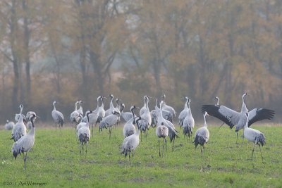 Grus grus / Kraanvogel / Crane