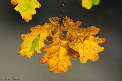 Eikeblad / Oak leaf