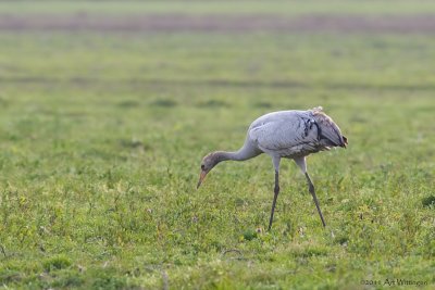 Grus grus / Kraanvogel / Crane