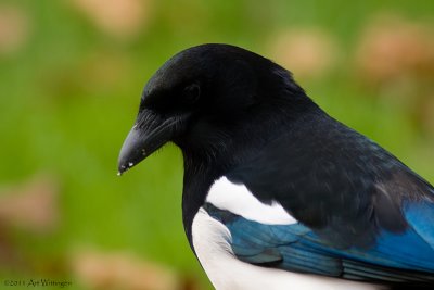 Pica Pica / Ekster / Magpie