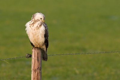 Buteo buteo / Buizerd / Common buzzard