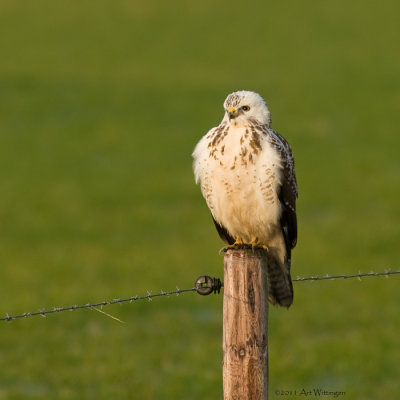 Buteo buteo / Buizerd / Common buzzard