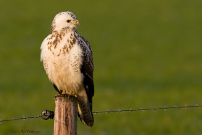 Buteo buteo / Buizerd / Common buzzard
