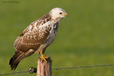 Buteo buteo / Buizerd / Common buzzard