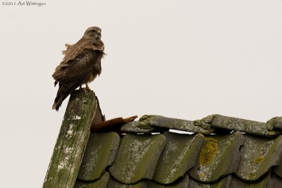 Buteo buteo / Buizerd / Common buzzard
