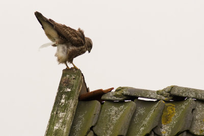 Buteo buteo / Buizerd / Common buzzard