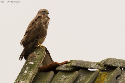 Buteo buteo / Buizerd / Common buzzard