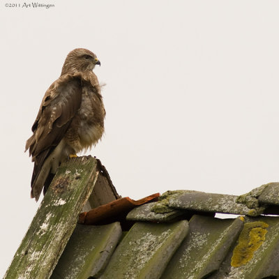 Buteo buteo / Buizerd / Common buzzard