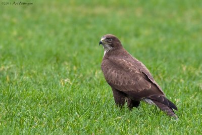 Buteo buteo / Buizerd / Common buzzard