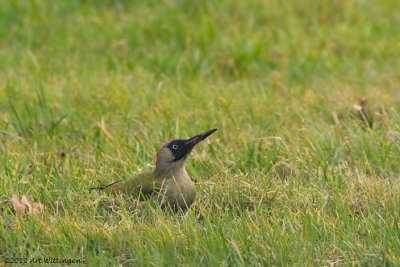 Picus Virdis / Groene Specht / Green Woodpecker