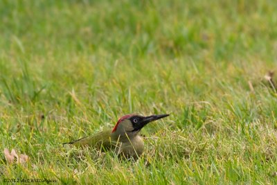 Picus Virdis / Groene Specht / Green Woodpecker